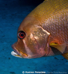 Shorty snapper 
Picture taken in South Sound, Grand Caym... by Romeo Penacino 